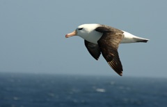 Black-browed albatross